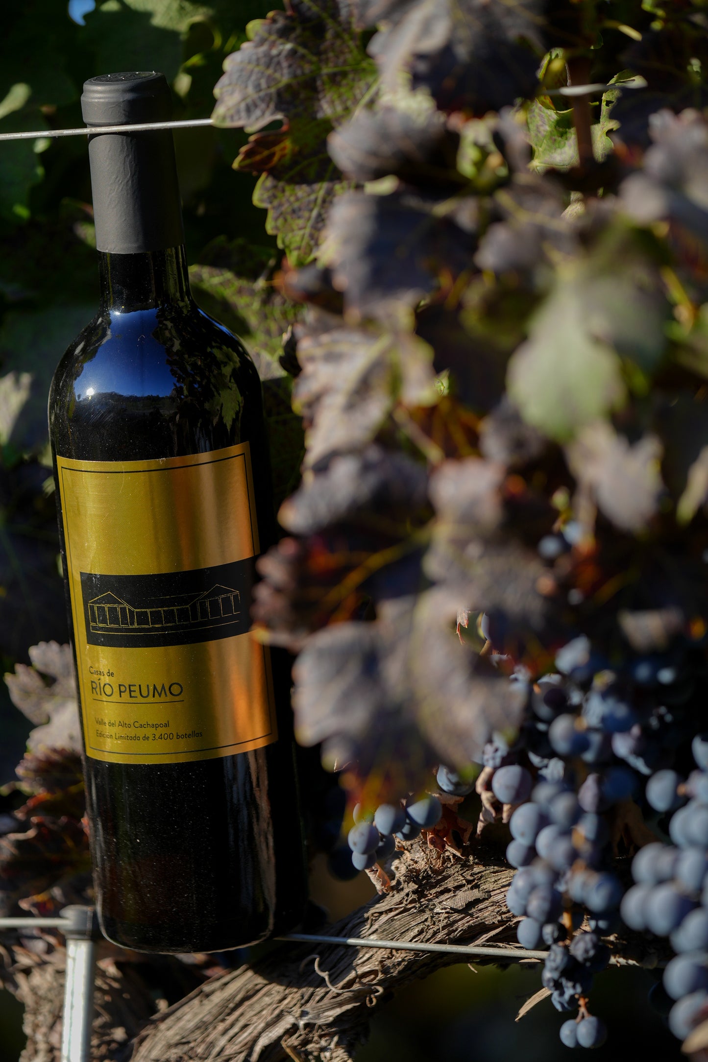 Tour Ovejas y Vino