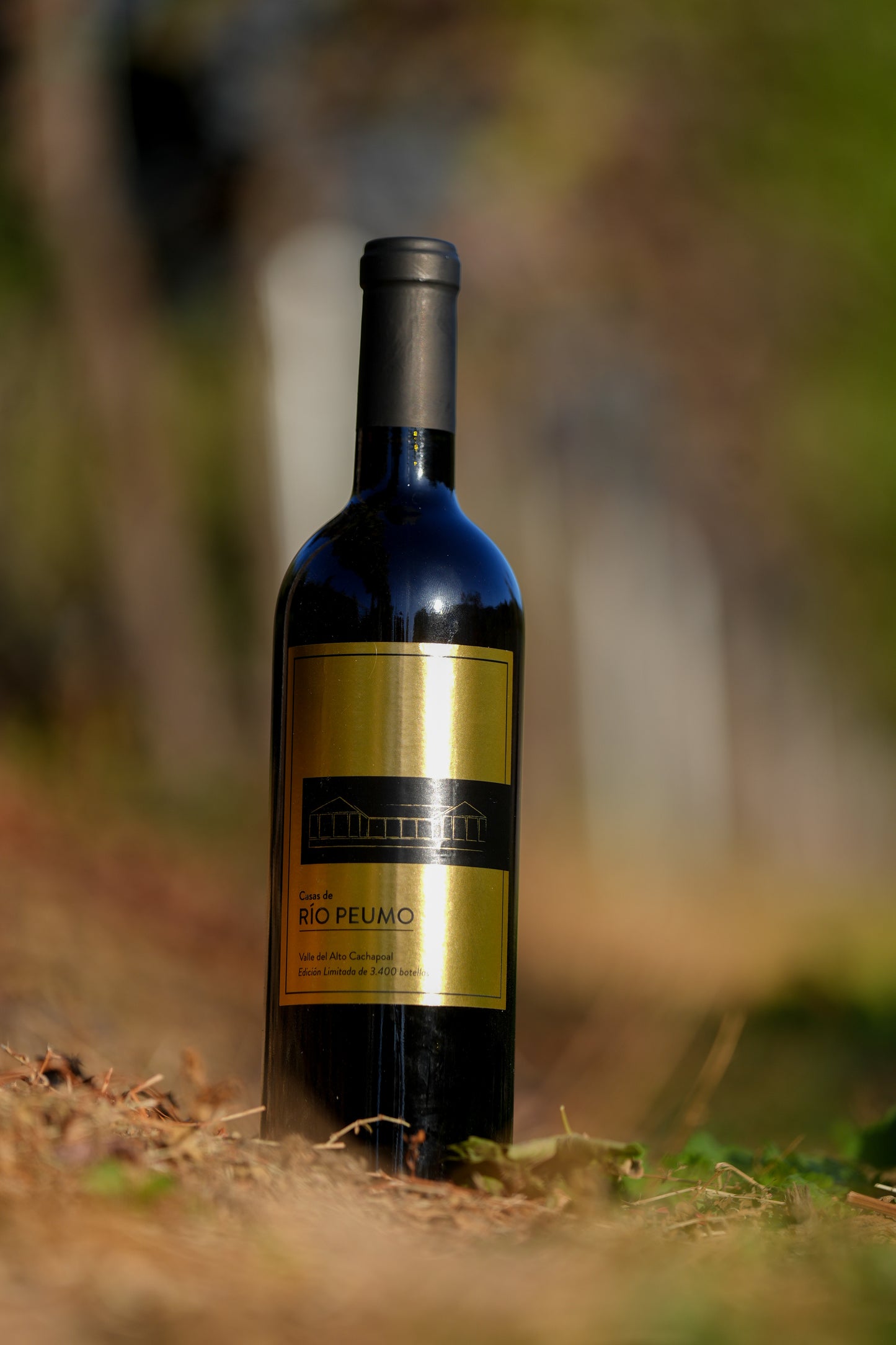 Experiencia Vino & Panes & Mas
