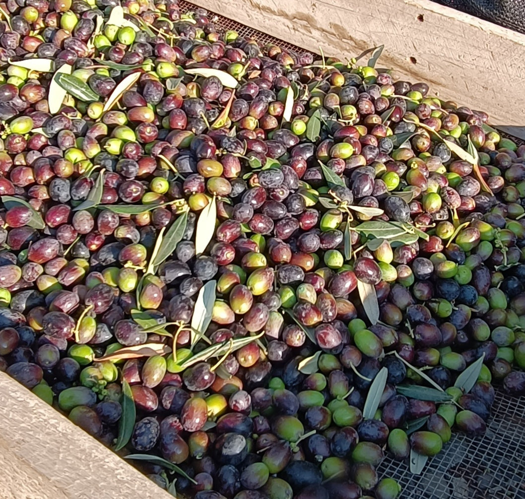 Aceite de Oliva