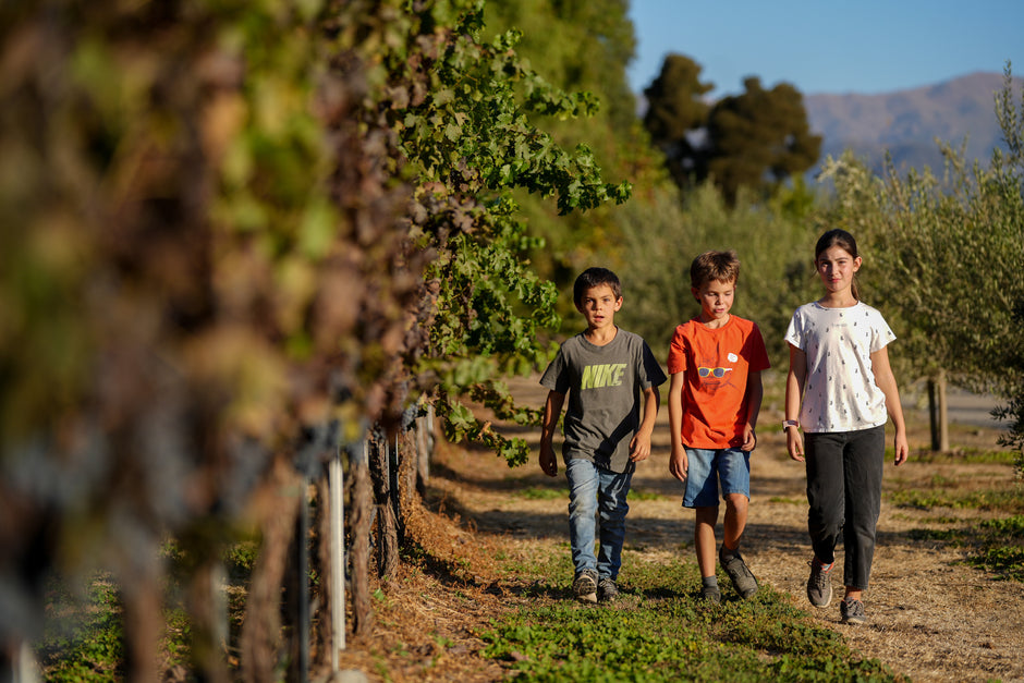 Casas de Rio Peumo Viña Casas de Río Peumo